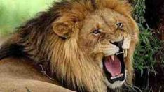 Vahşi Hayvanlar (Belgesel)