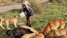 Nuray öğretmen sokak hayvanlarını yalnız bırakmıyor