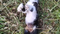 Şarköy’de katliam 3 kedi öldü