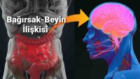 Bağırsak-Beyin Bağlantısı