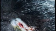 Zonguldak’da mağanda kediye kurşun yağdırdı