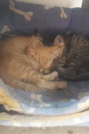 Karakolda kedi var
