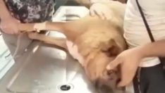 Havrita Kapatılsın ve Sorumlular Ceza Alsın