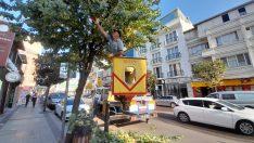 CENGİZ KOÇAL CADDESİ’NDE AĞAÇLAR BUDANIYOR