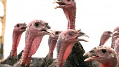 Korkuteli’nde hindi dağıtıldı