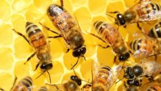 ŞAHİN: BAL TÜKETMENİN ÖNEMİNİ ANLATTI