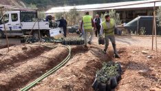 Antalya Büyükşehir’den Çiftçiye  Keçiboynuzu Desteği