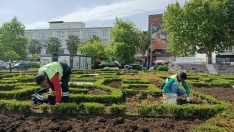 MEVSİMLİK ÇİÇEKLERLE YALOVA RENGARENK OLACAK