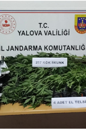 Yalova da Uyuşturucu Yetiştirenlere Baskın
