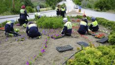 BAŞKENTLİ KADINLARIN YETİŞTİRDİĞİ MEVSİMLİK ÇİÇEKLER BAŞKENTİ SÜSLÜYOR