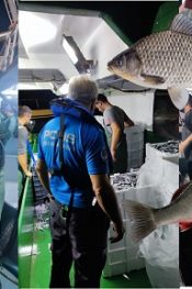 Yalova genelinde kaçak balıkçılık ve balık boy ölçüleri ile denetimler oldu