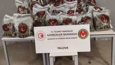 YALAOVA’DA 80 KİLOGRAM UYUŞTURUCU ELE GEÇİRİLDİ