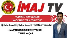 KANATLI HAYVANLAR KADERİNE TERK EDİLİYOR