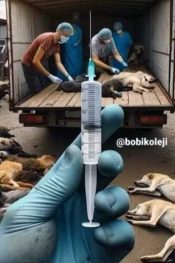 Ankara – İstanbul Hayvan Hakları Platformları: Sokak Köpekleri Uyutulamaz