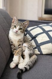 Cümbüş mutlu yuvasını arıyor.!