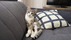 Cümbüş mutlu yuvasını arıyor.!